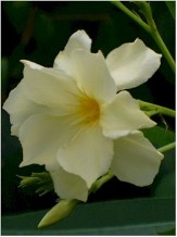 Mathilde Ferrier Oleander, Hardy Double Yellow Oleander, Nerium oleander 'Mathilde Ferrier'